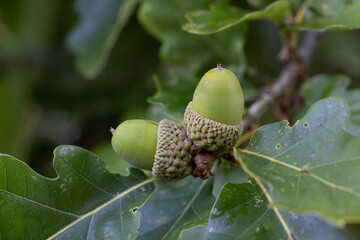 Oak Acorn on tree in early autumn