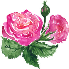 Watercolor pink red rose flower bud green leaf plant hand drawn clip art isolated - 532179548