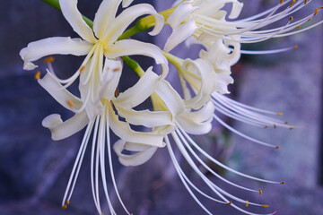 close up of cluster amaryllis flowers on a blue background