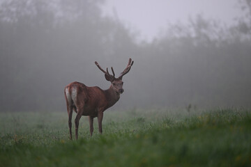 Red deer stag displaying in the meadow in the forest in early morning fog