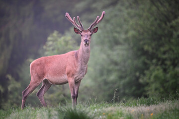 Red deer stag portrait in the meadow in the forest early morning