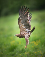 Lesser spotted eagle start to flying over the green meadow