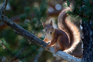 Red squirrel
