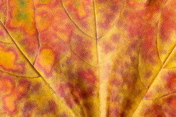 Background of orange autumn maple leaf. Macro nature organic texture