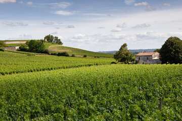 Fototapeta na wymiar Winery and vines in St Emilion French village
