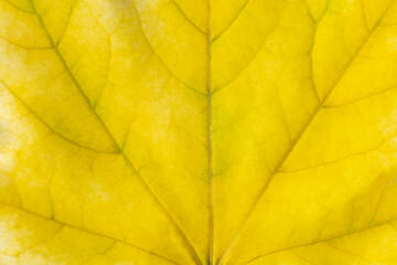 Naklejka na ściany i meble Background of yellow autumn maple leaf. Macro nature organic texture
