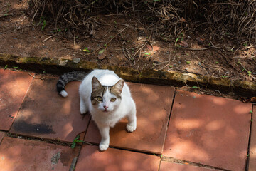 Gato branco doméstico ao ar livre de olho na câmera