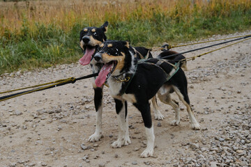 Sled dog competitions in autumn in cloudy weather. Two dogs mongrels got dirty in drool during training and standing on road. Alaskan husky black and tan color of working American type. Full length.
