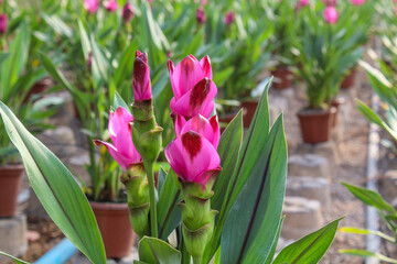 Curcuma flower in pot, tulip in greenhouse 