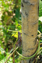 Brown grasshopper sitting on tree branch. Macro insect on a green background. Nature photography