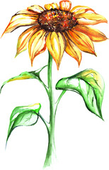 Watercolor yellow sun sunflower flower single isolated art