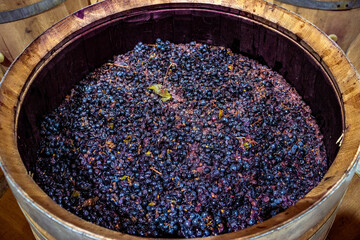 Open wine barrel. Grapes prepared for fermentation.