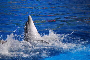 Cheerful dolphin swim, play and dancing in the pool. Zoo Madrit Spain. Dolphinarium. Summer.