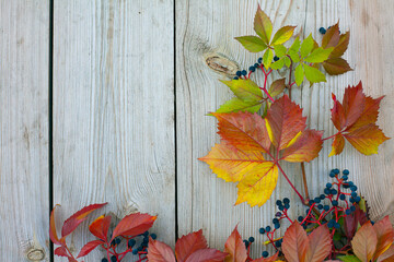 Beautiful autumn background. Autumn leaves frame over wooden background. Bright red leaves of wild wine Parthenocissus.
