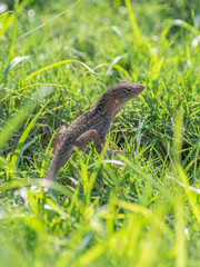 Close up of a cuban brown anole lizard on a sunny day.