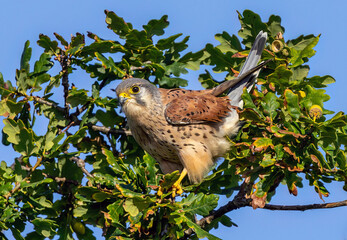 Kestrel in the trees, male