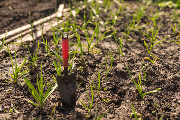 garden tools in soil, gardening