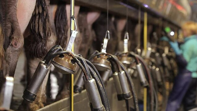 Automatic milking of a cow. Cow during milking at the factory close-up. Cow udder close-up. Equipment for milking cows