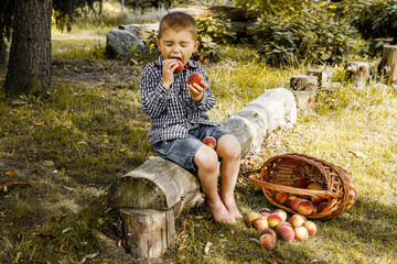 Dziecko zjada brzoskwinie, owoce zerwane z drzewa, zdrowe, naturalne, ekologiczne jedzenie - obrazy, fototapety, plakaty