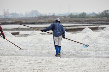 Worker using harrow drag for harvesting dried salt at salt pan	