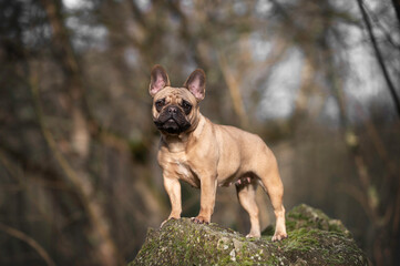 Mum French Bulldog