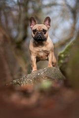 French Buldog portrait