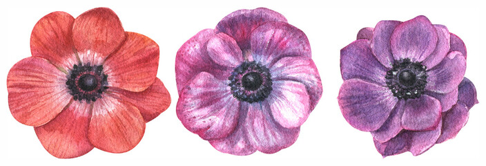 Beautiful watercolor set of colorful anemones.Hand drawn on a white background