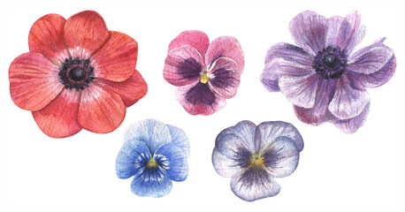 Beautiful watercolor set of colorful anemones and violets.Hand drawn on a white background