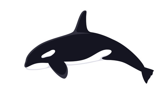 Vector illustration Killer Whale