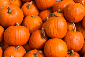 Kürbisse in Mengen