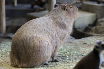 カピバラ