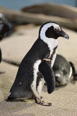 Obraz premium フンボルトペンギン