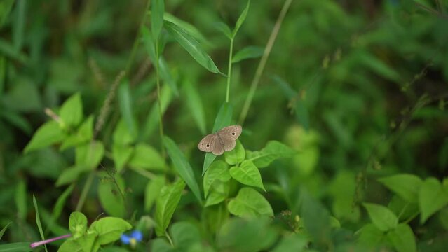 飛び去る蝶々