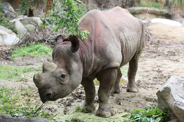 Naklejka premium サイ