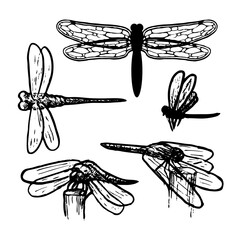 Set of dragonfly sketches vector illustration isolated on white background