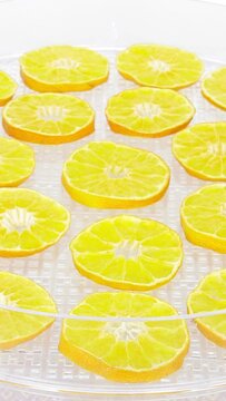 Time lapse of drying (dehydrating) mandarin orange fruit slices in dehydrating machine isolated on white background, vertical orientation
