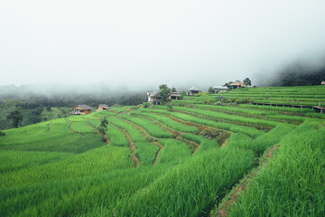 Fototapeta na wymiar Green rice terraces and huts in the rainy season