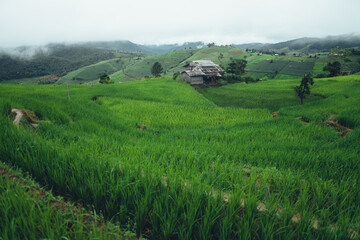 Fototapeta premium Green rice terraces and huts in the rainy season