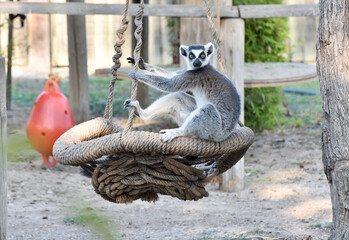 Fototapeta premium A lemur standing on swing and looking at the camera