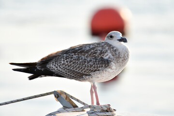 Seagull isolated, standing on a boat