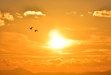 Two birds silhouette ( egret alba ) flying between clouds at sunset