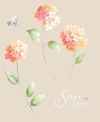 Watercolor hydrangea. watercolor botanical illustration