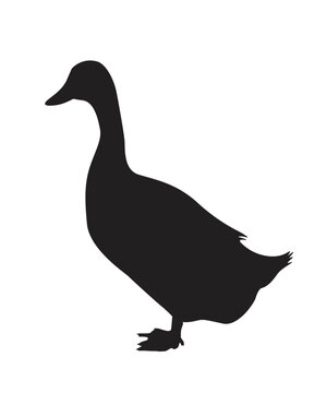 Duck black silhouette vector on a white background.Duck vector icon.the figure shows the duck.