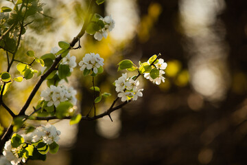Autumn in the Łężczok bird sanctuary in Poland