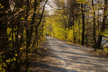 Fototapeta premium Autumn in the Łężczok bird sanctuary in Poland