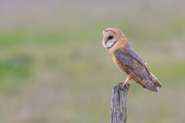 Barn owl perched on roadside fence post