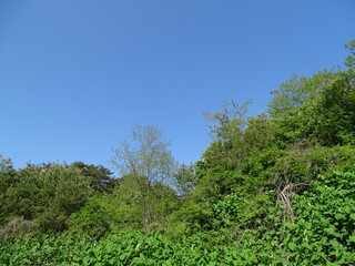 Fototapeta premium 青空と森