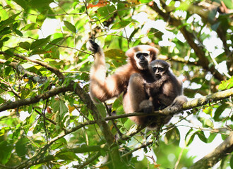 Hoolock Gibbon female with cub sitting in a branch