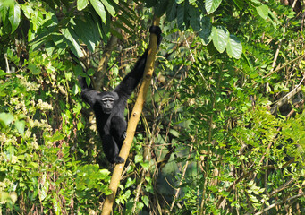 Hoolock Gibbon looking at camera