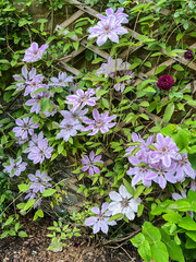 Flowers in an English Garden